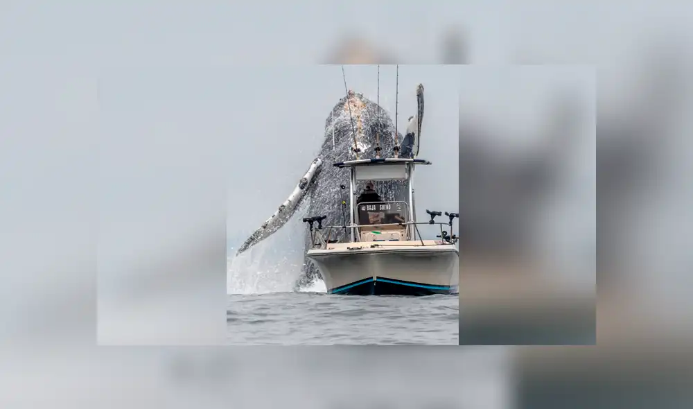 Enorme ballena irrumpe cerca de barco de un pescador que estaba en altamar.