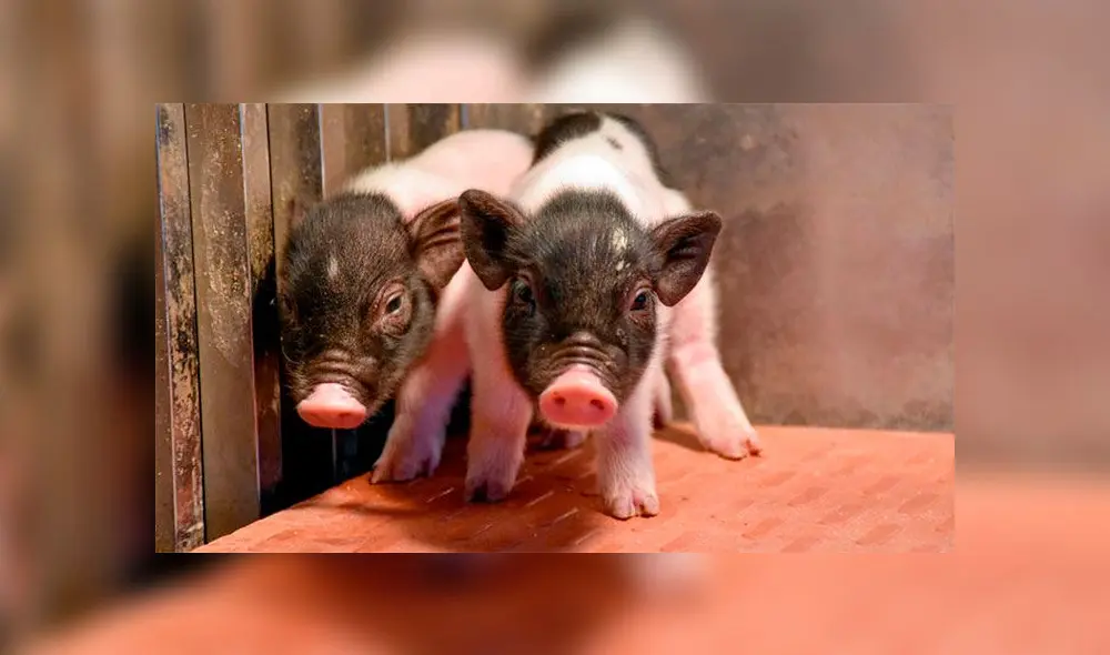 Lechones genéticamente modificados. Lechones genéticamente modificados.