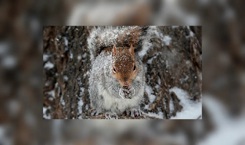 Ardilla. (Foto: AFP) Ardilla. (Foto: AFP)