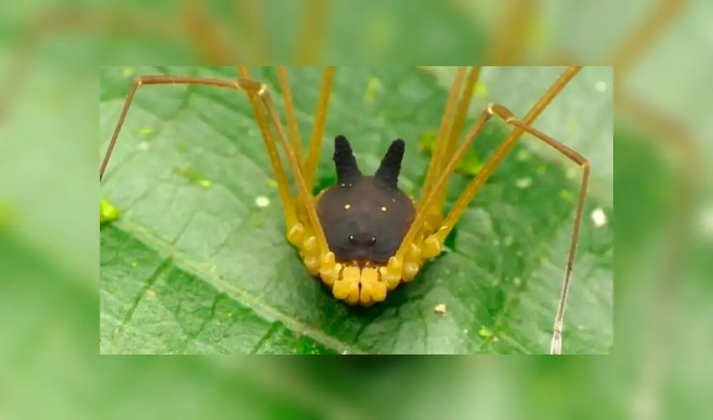 El video viral de YouTube muestra a la misteriosa criatura con cara de lobo que aterra miles. El video viral de YouTube muestra a la misteriosa criatura con cara de lobo que aterra miles.