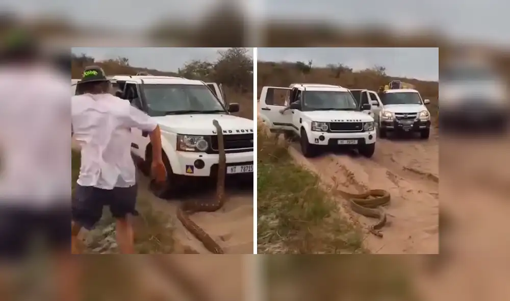 La serpiente salió de su escondite y 'atacó' a los turistas. Foto: captura La serpiente salió de su escondite y 'atacó' a los turistas. Foto: captura
