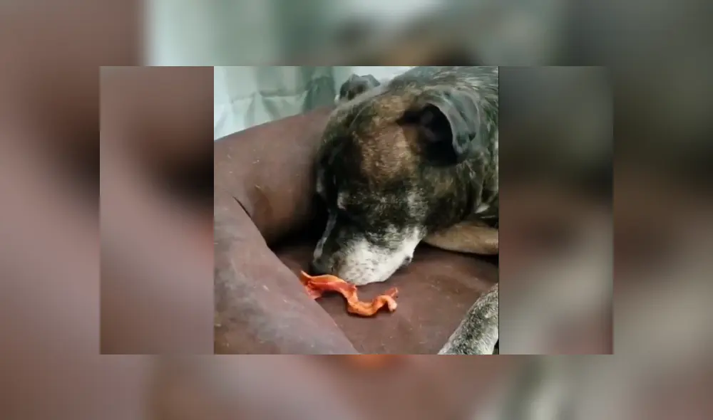Desliza hacia la izquierda para ver la reacción del perro al oler un tocino. Video es viral en Facebook. Desliza hacia la izquierda para ver la reacción del perro al oler un tocino. Video es viral en Facebook.