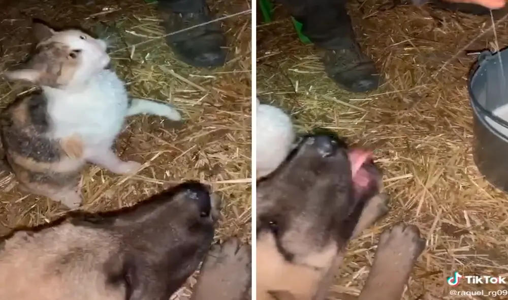 Perro y gato son sensación al tomar leche desde la ubre de una vaca