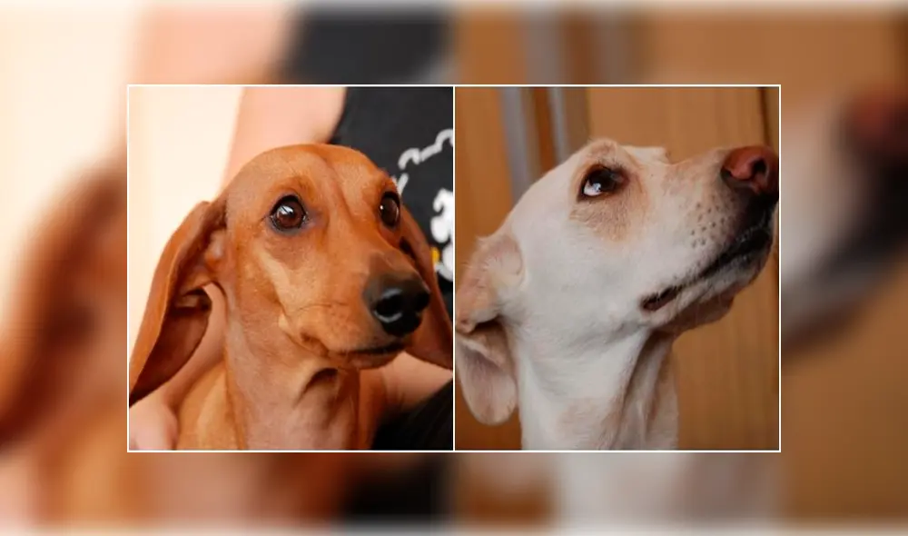 Los veterinarios determinaron que los animales fueron afectados por las bombas lacrimógenas durante las protestas en Chile. (Captura: BioBio)