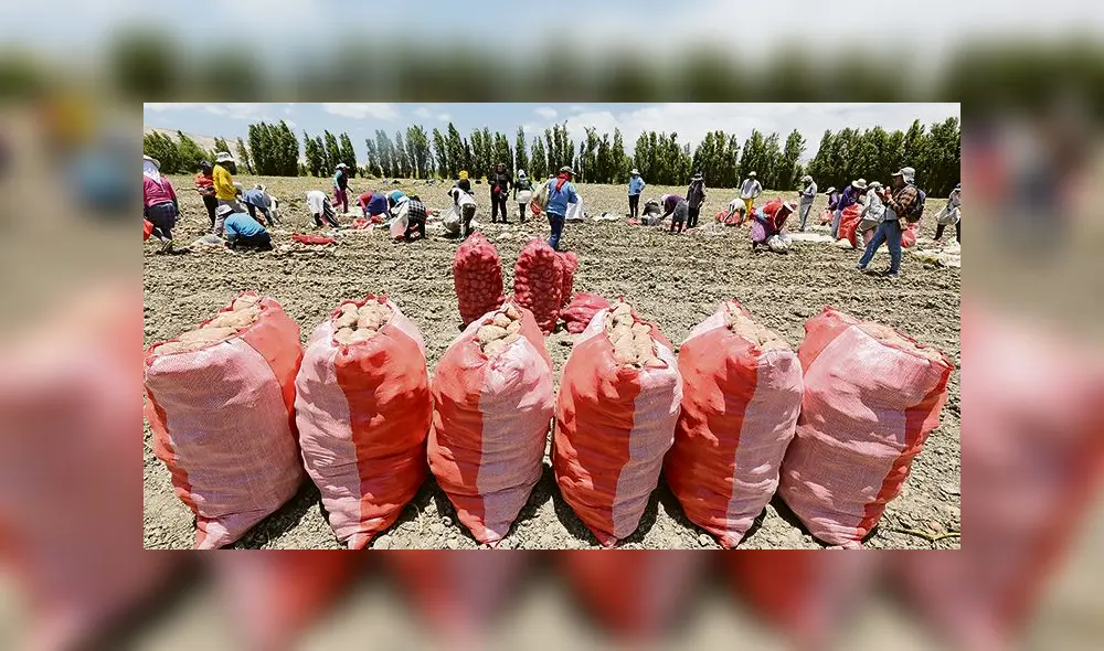 cosecha en cocachacra. Es época de cosecha de papas, los agricultores trabajan hasta el mediodía y luego protestan. cosecha en cocachacra. Es época de cosecha de papas, los agricultores trabajan hasta el mediodía y luego protestan.