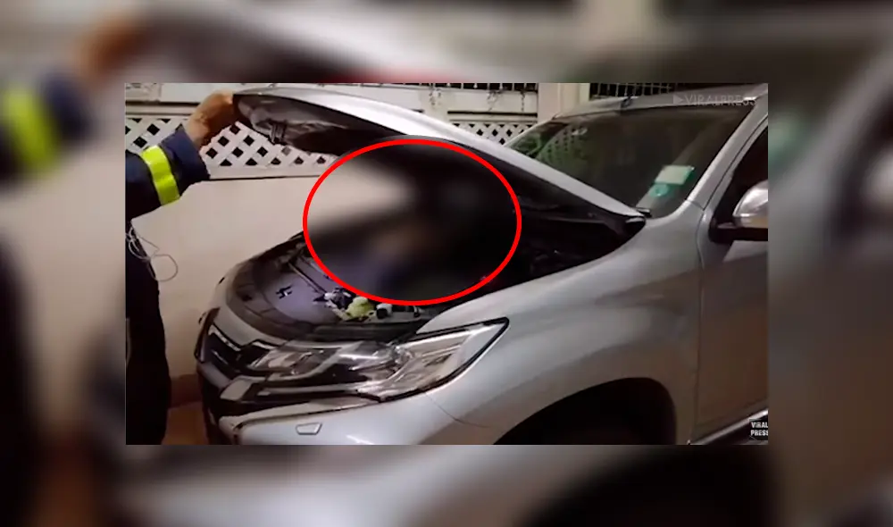 Hombre escucha ruidos extraños en su vehículo, lo revisa y encuentra peligrosa criatura en su interior