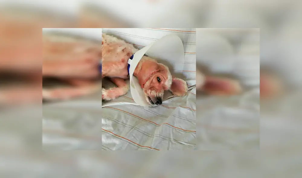 En Facebook, un rescatista fue el responsable de brindarle los cuidados al perro y tras cinco meses luce diferente. En Facebook, un rescatista fue el responsable de brindarle los cuidados al perro y tras cinco meses luce diferente.