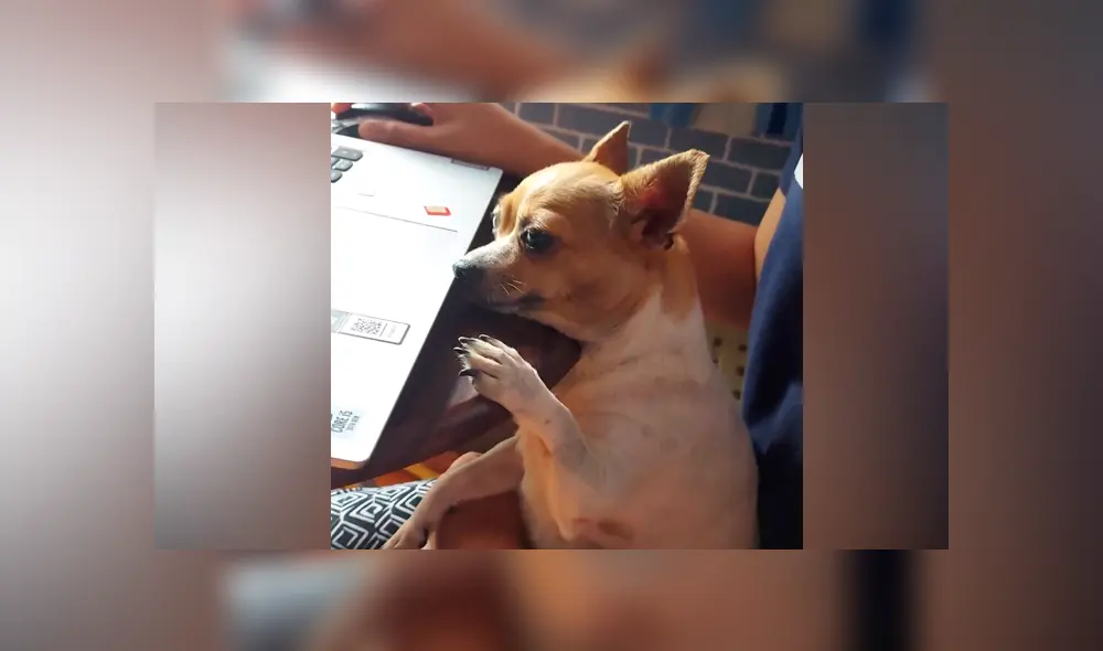 Desliza las imágenes para ver la curiosa escena que protagonizó este perro chihuahua. Fotocapturas: ViralHog/YT