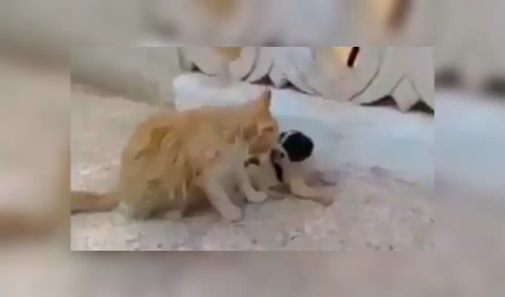 En Facebook, una chica descubrió que su mascota recogió un cachorro callejero para llevarlo a su casa. En Facebook, una chica descubrió que su mascota recogió un cachorro callejero para llevarlo a su casa.