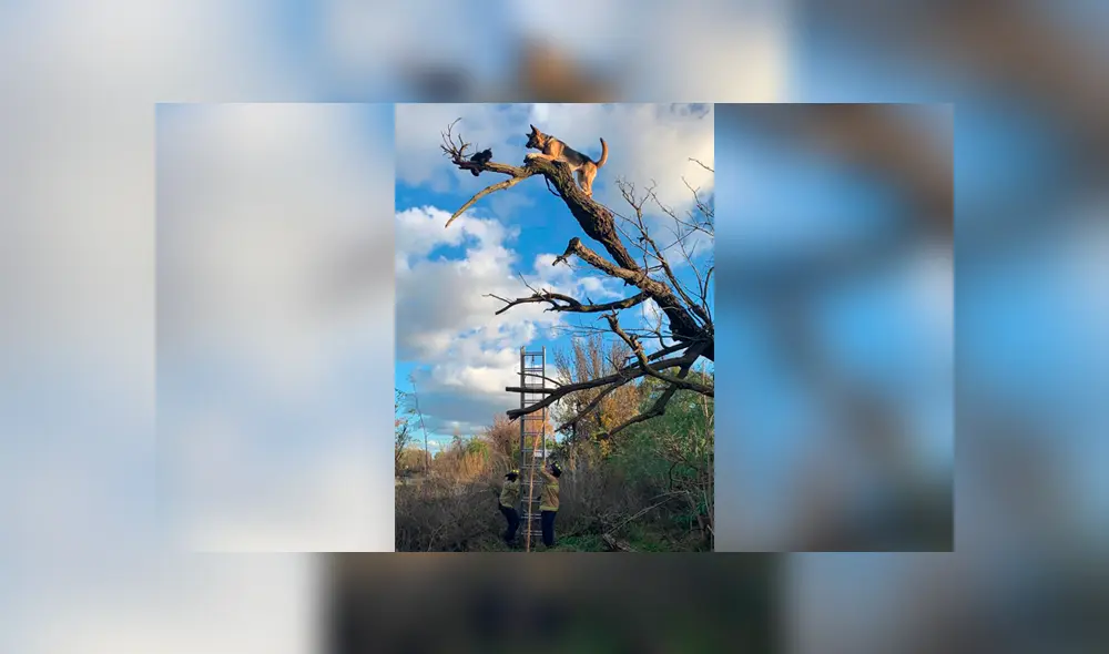 Los bomberos esperan que el pastor alemán lo piense dos veces antes de perseguir a otro gato. Foto: captura.