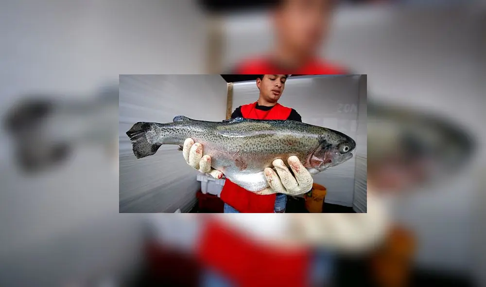 Produce destina más de 549 mil soles para producir ‘súper truchas’ en Junín