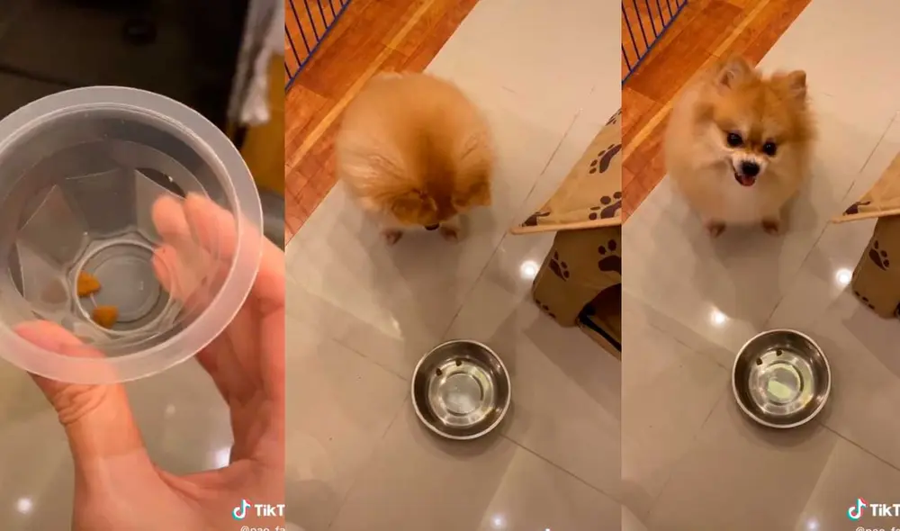 Desliza las imágenes para ver la furiosa e inesperada reacción que tuvo este diminuto perro al no recibir la comida que deseaba.  Foto: Captura de TikTok/ Janeiza