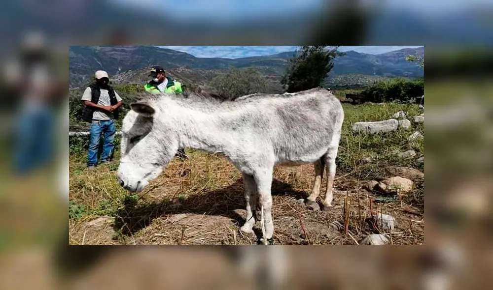 Los sujetos intentaban sacar a los animales en un camión con destino a Arequipa. Los sujetos intentaban sacar a los animales en un camión con destino a Arequipa.