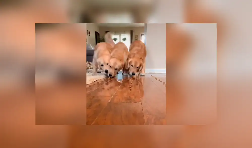 Desliza las imágenes hacia la izquierda para apreciar la improvisada competencia que tuvieron unos perros. Desliza las imágenes hacia la izquierda para apreciar la improvisada competencia que tuvieron unos perros.