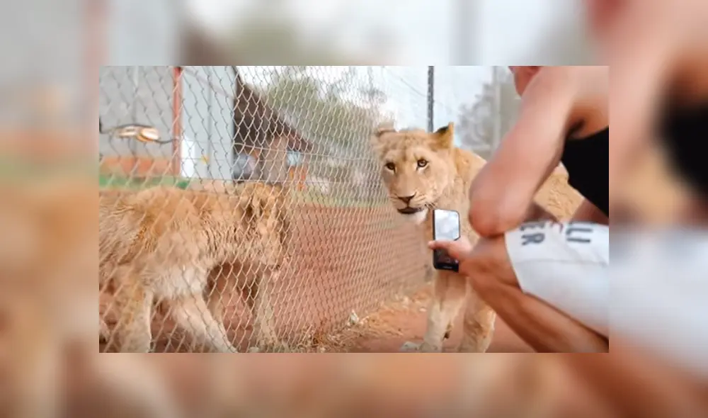 Desliza hacia la izquierda para ver el emotivo reencuentro de la leona y su amo que se volvió viral en YouTube.