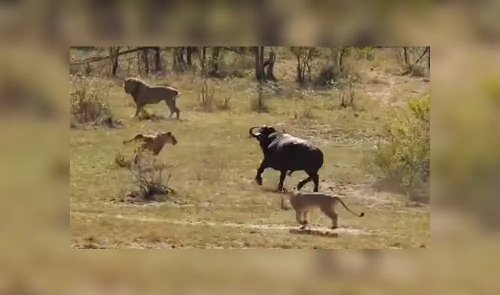 YouTube: Lo increíble sucede cuando un bufalo fue acorralado por feroces leones y cocodrilos [VIDEO]