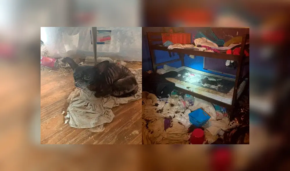 ratas y niñas ratas y niñas