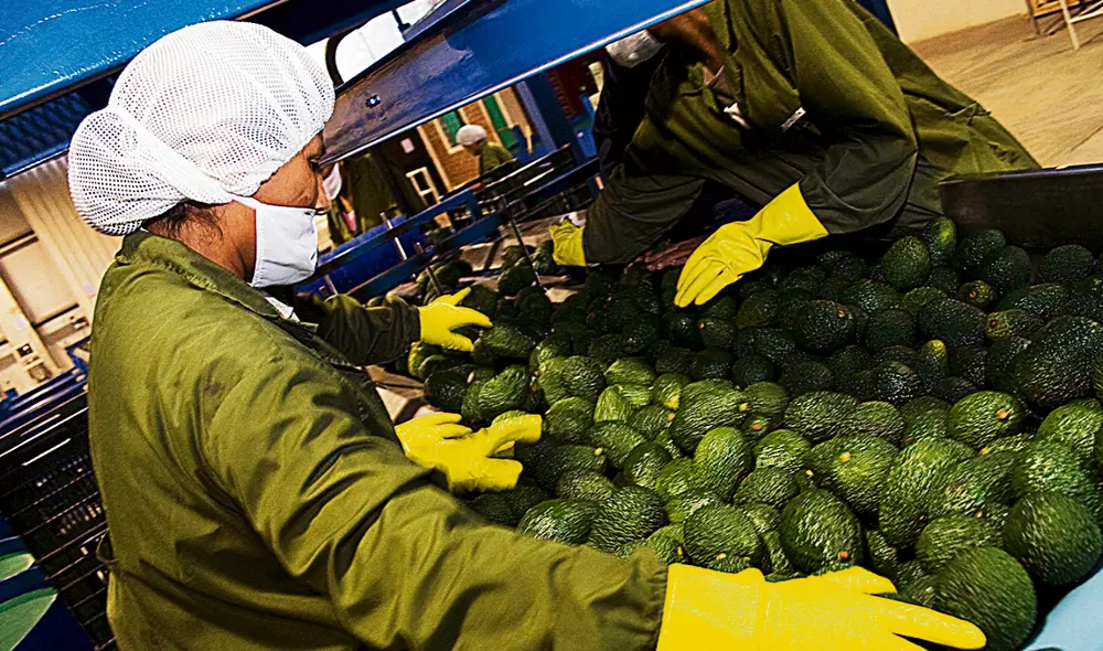 Palta exportación Foto: LR