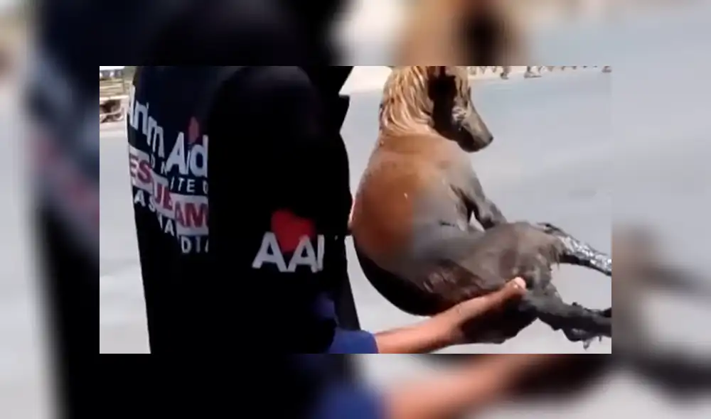 YouTube viral: perrita enferma espera que la muerte se la lleve hasta que un 'ángel' lo cambió todo [VIDEO]