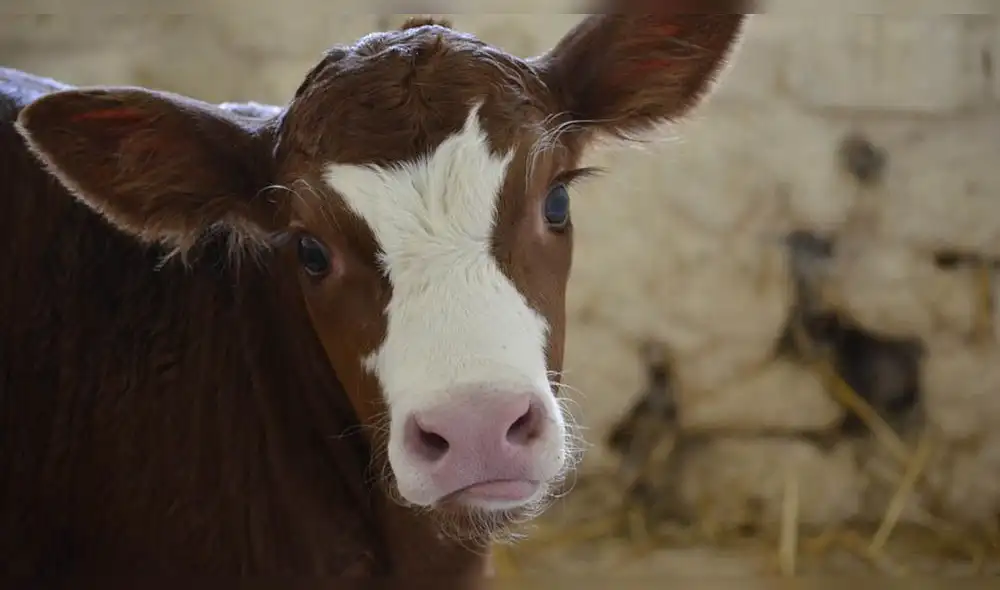 Difunden imágenes de maltrato animal en un ‘matadero ecológico’ [VIDEO]