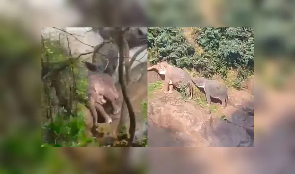 Seis elefantes mueren ahogados al intentar rescatar a una cría de la cascada Seis elefantes mueren ahogados al intentar rescatar a una cría de la cascada