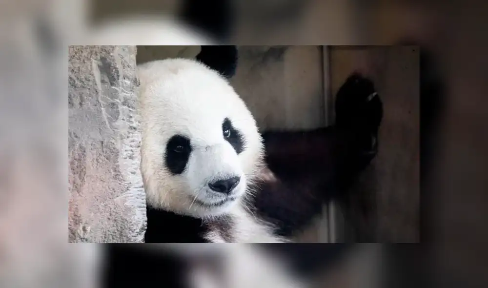 Meng Meng tuvo un periodo de gestación de 147 días antes de dar a luz. Foto: EFE. Meng Meng tuvo un periodo de gestación de 147 días antes de dar a luz. Foto: EFE.
