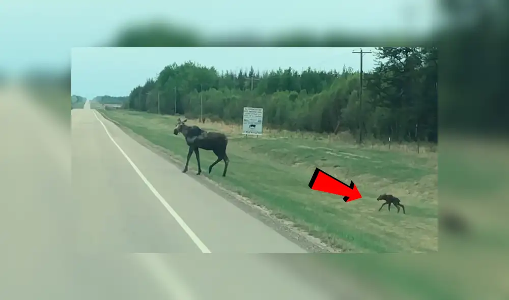 Facebook viral: Mamá alce para el tránsito de una carretera para ayudar a cruzar a su crío [VIDEO]