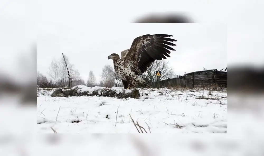 La vida florece en Chernobyl a pesar de ecosistema radiactivo [FOTOS]