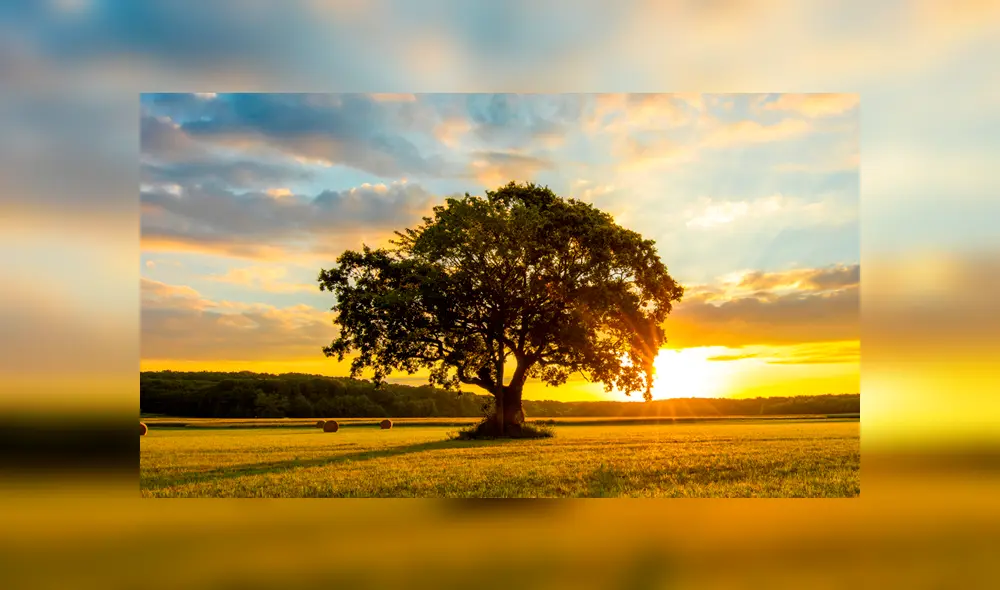 Frases para reflexionar por el Día Mundial del Medio Ambiente