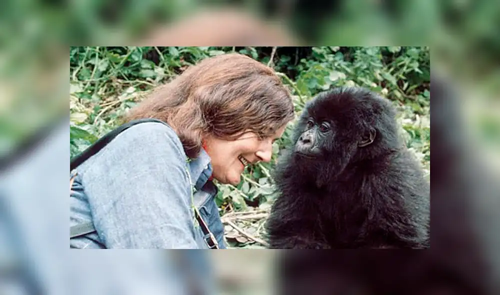 Fallece Poppy, la última de los 'gorilas en la niebla' de Dian Fossey