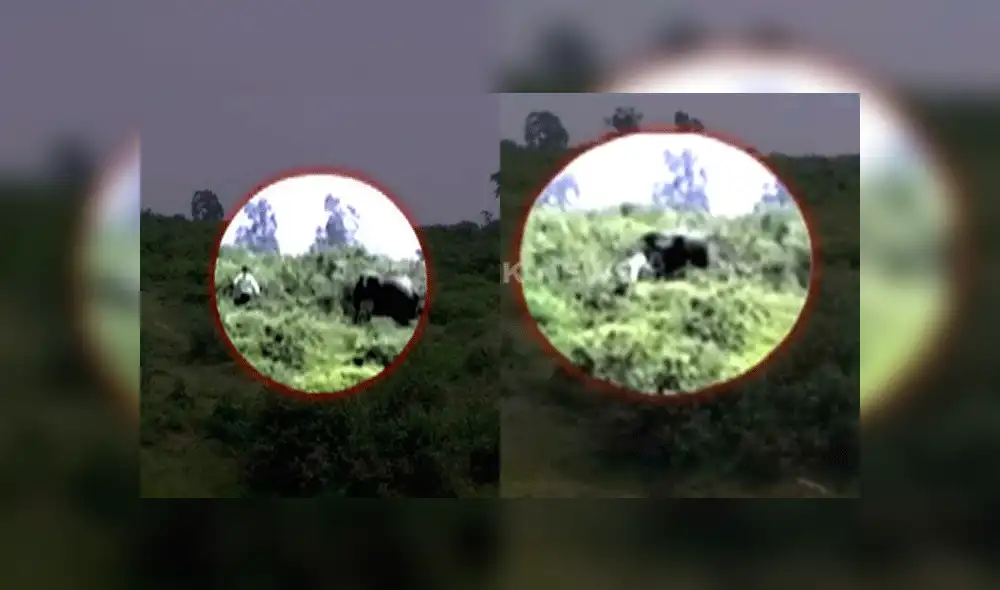 En YouTube, conmoción por hombre que intentó tomarse un selfie con un elefante pero tuvo trágico final [VIDEO]