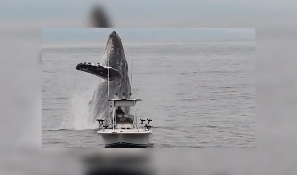 YouTube viral: Pescador queda en shock al ver que enorme criatura surge del océano 