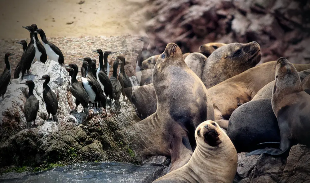Reserva Nacional de Paracas. Foto: composción LR / Sernanp y Andina.