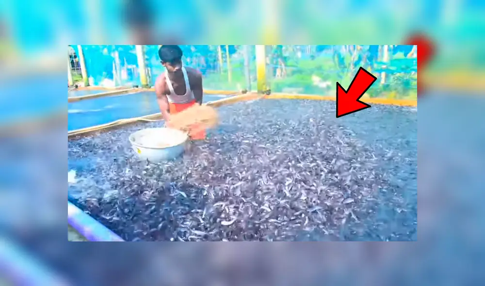 YouTube viral: arroja maíz en desolada piscina y millones de voraces criaturas surgen para devorarlo todo YouTube viral: arroja maíz en desolada piscina y millones de voraces criaturas surgen para devorarlo todo