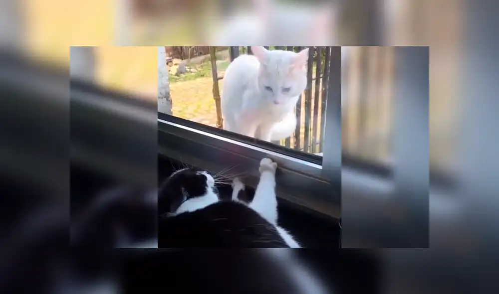 Desliza la imagen de TikTok para verlas todas. Desliza la imagen de TikTok para verlas todas.