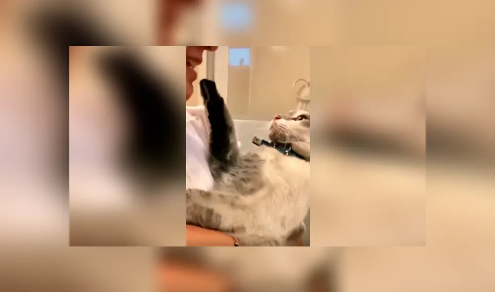Desliza las imágenes hacia la izquierda para conocer la reacción de un gato cuando su dueña lo quiere bañar. Desliza las imágenes hacia la izquierda para conocer la reacción de un gato cuando su dueña lo quiere bañar.