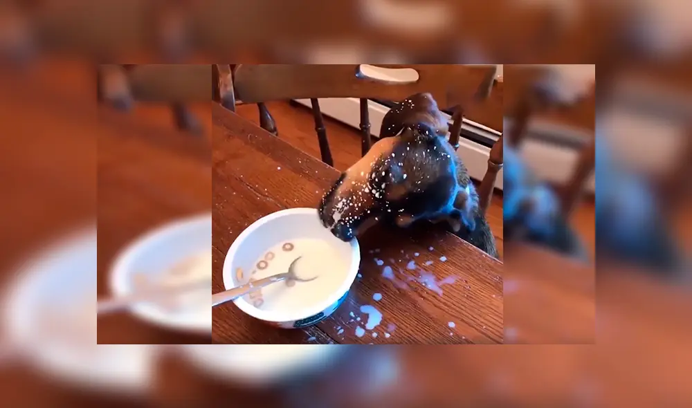 En Facebook, un chico no imaginó que su perro devoraría su desayuno aprovechando su distracción. En Facebook, un chico no imaginó que su perro devoraría su desayuno aprovechando su distracción.