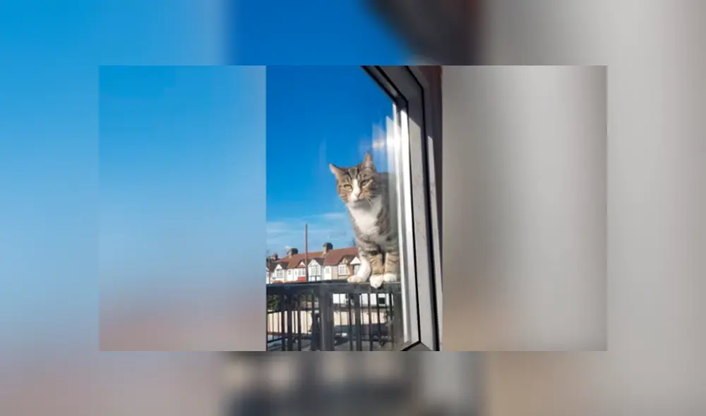 Desliza las imágenes para observar la travesura de un gato tras aprovechar la ausencia de su dueña. Desliza las imágenes para observar la travesura de un gato tras aprovechar la ausencia de su dueña.