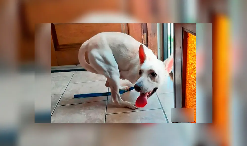 Perro discapacitado fue abandonado dos veces el mismo día por sus dueños [VIDEO]