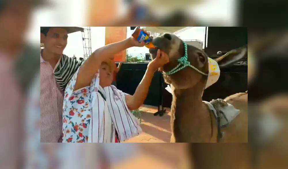 Indignante: pobladores obligan a burro a beber cerveza por la nariz [VIDEO]  