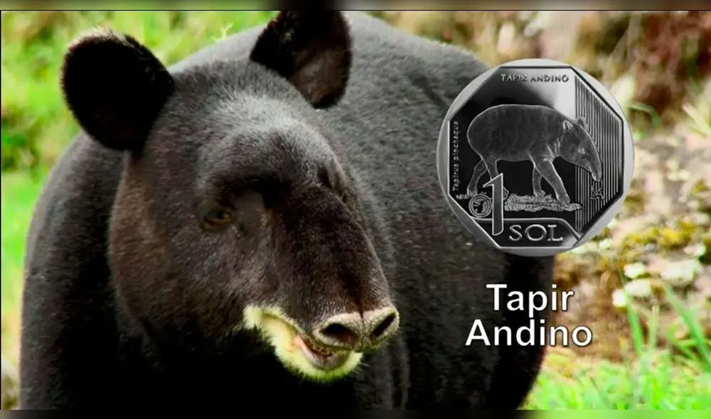 BCR: Un repaso de las monedas de la colección “Fauna Silvestre Amenazada del Perú” BCR: Un repaso de las monedas de la colección “Fauna Silvestre Amenazada del Perú”