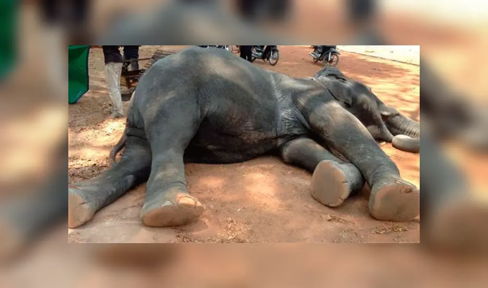 Elefante muere por cansancio mientras trasladaba a un grupo de turistas [VIDEO] 