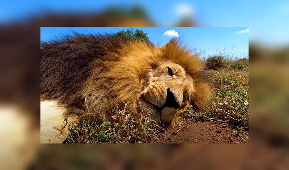 Desliza hacia la izquierda para ver las imágenes del viral de YouTube. Foto: The Lion Whisperer. Desliza hacia la izquierda para ver las imágenes del viral de YouTube. Foto: The Lion Whisperer.