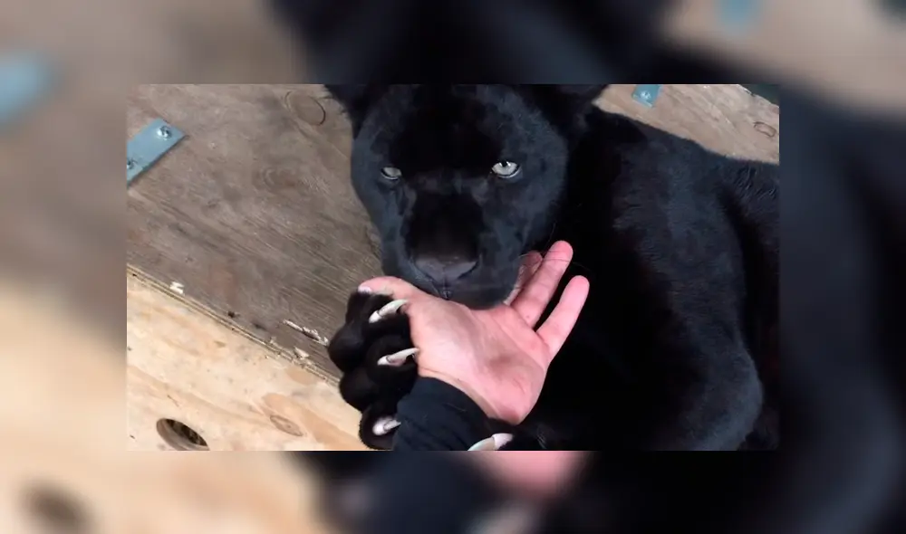 Entrenador ingresa a jaula de pantera negra y coloca su mano dentro de su boca.