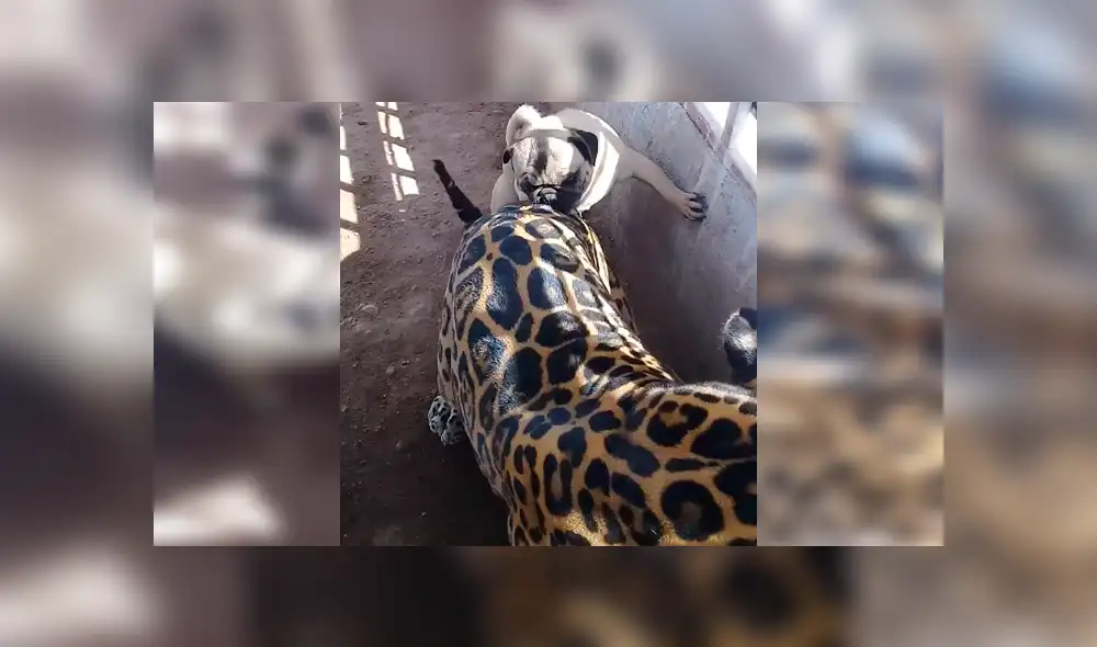 Facebook viral: terror por audaz perro que ingresa a jaula de jaguar enfurecido en México [VIDEO]