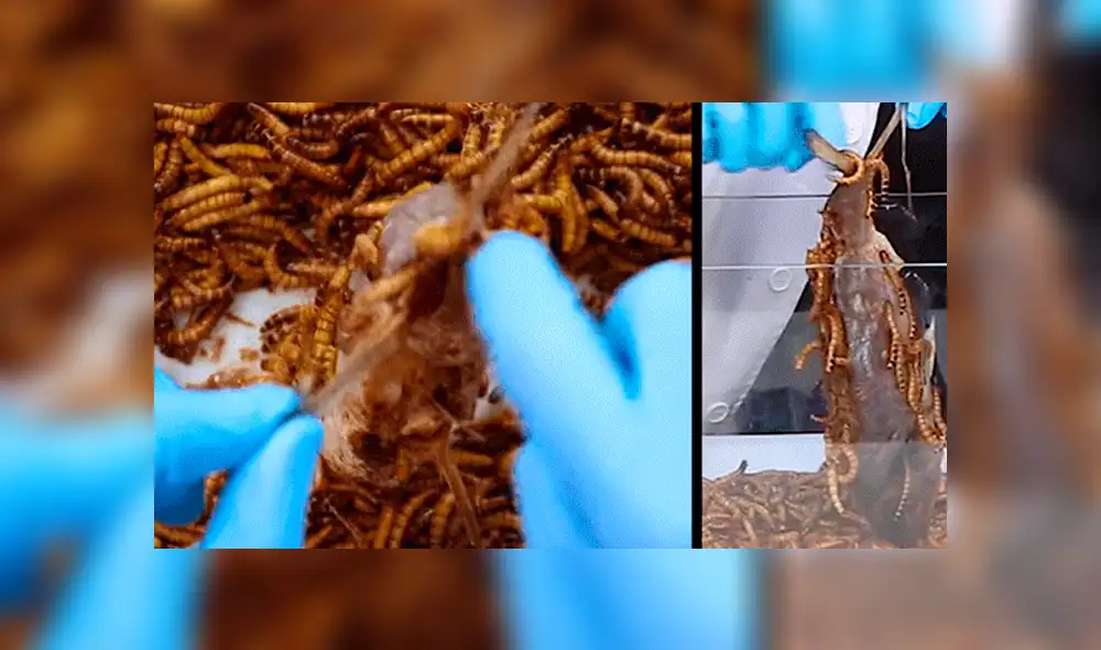 YouTube viral: Arroja pescado a recipiente lleno de gusanos carnívoros y esto sucede [VIDEO]