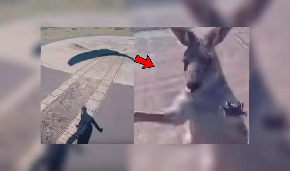 YouTube viral: canguro ve que deportista aterriza en su propiedad y lo golpea brutalmente [VIDEO]