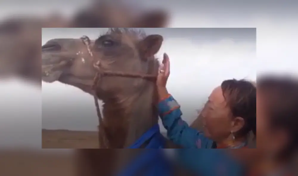 Camello atraviesa 100 kilómetros de desierto para volver a ver a su antiguo dueño [VIDEO]