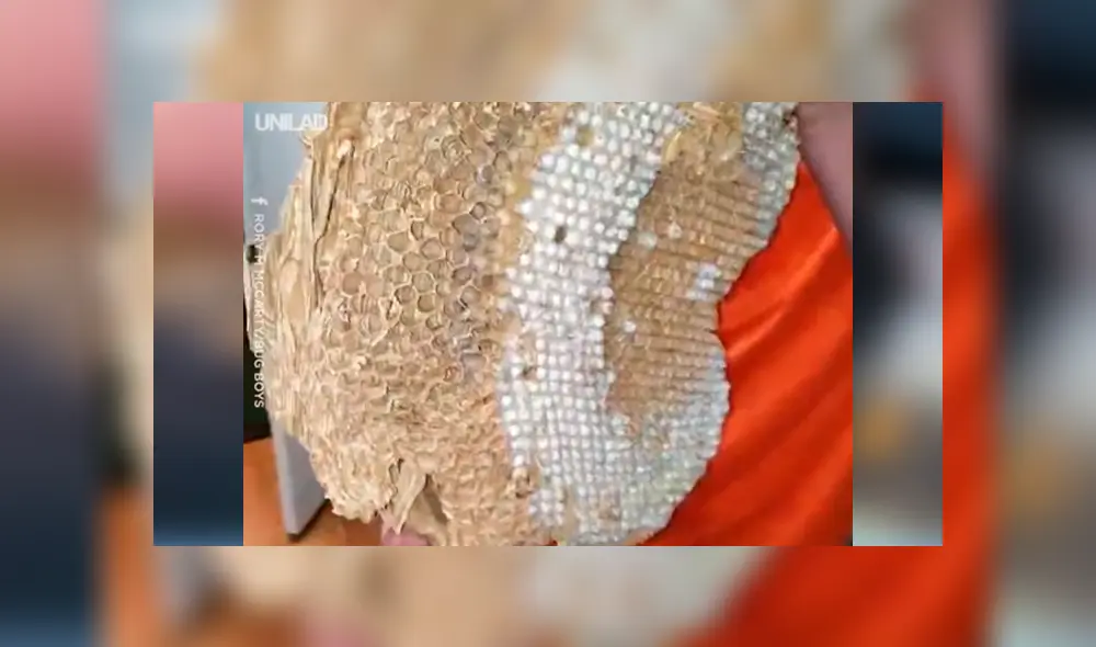 Si quieres ver lo que encontró un joven de Estados Unidos dentro de una bolsa, desliza cada imagen de YouTube hacia la izquierda.