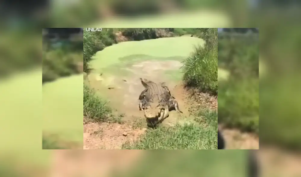 Facebook viral: hombre visitó pantano abandonado, se acerca y enorme reptil intentó devorarlo [VIDEO] 